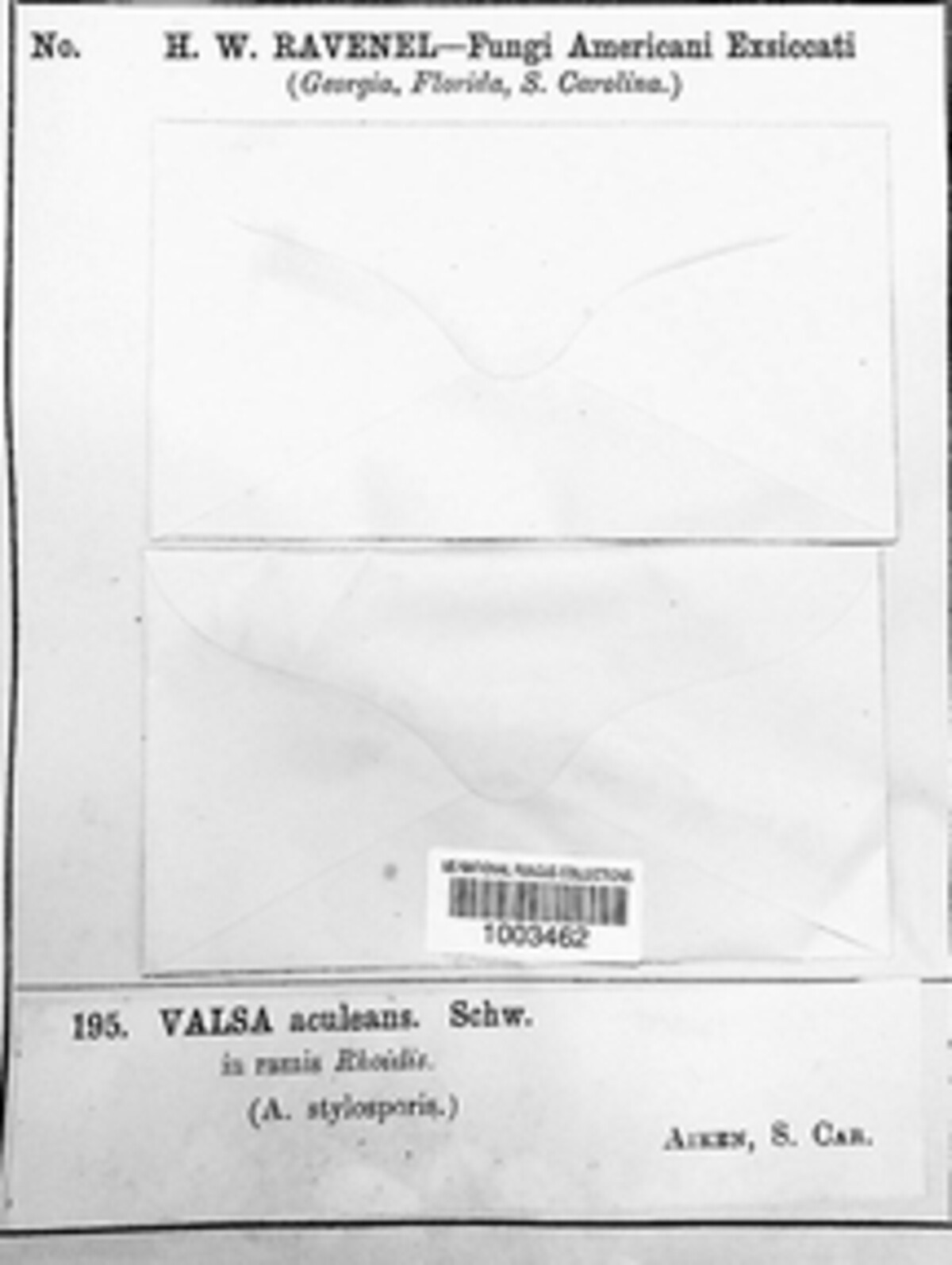 Synnemasporellaceae image